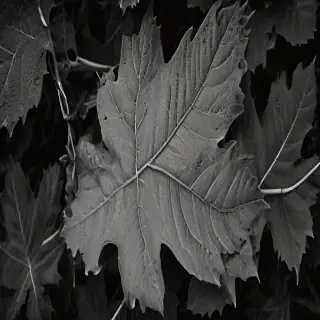 leaf images black and white