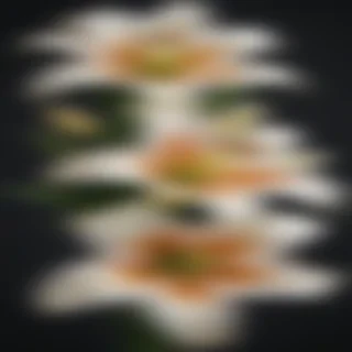 lily flower png