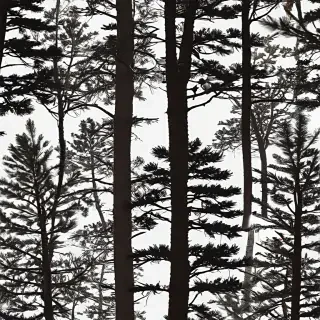 pine tree silhouette png