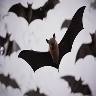 pictures of bats for halloween
