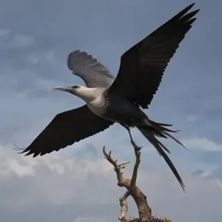 frigate bird