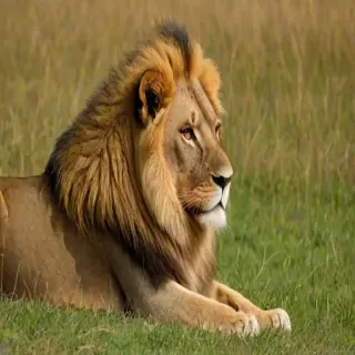lion pictures