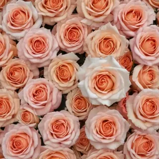 roses background