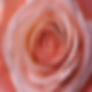 rose flower