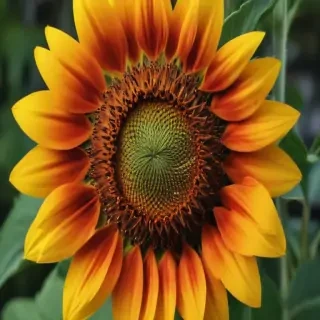 sunflower wallpaper iphone