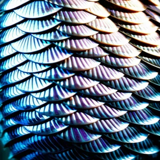 fish scales