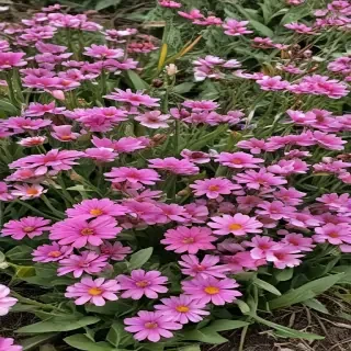 spring flowers