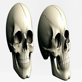 skull transparent