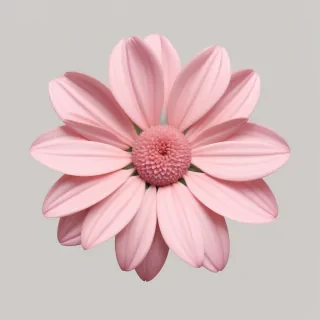 pink flower png