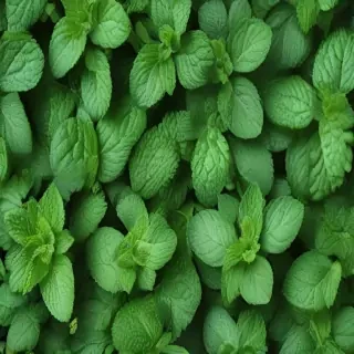 mint background