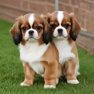 english toy spaniel