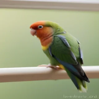 lovebird