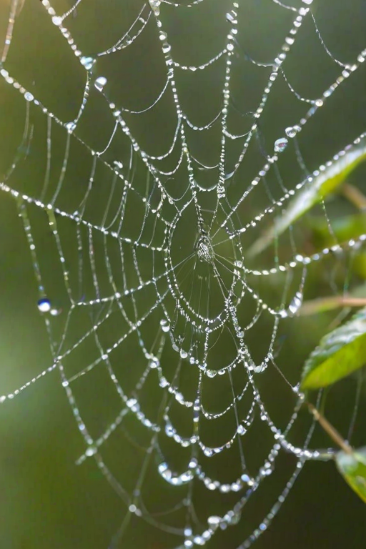 Sharp close-up of raindrops on a spider's web in the early morning, tiny droplets glistening in soft sunlight, with blurred green foliage and distant flowers providing a colorful backdrop.