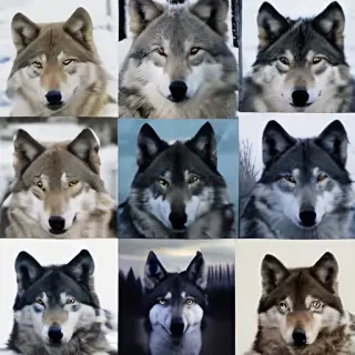 wolf aesthetic