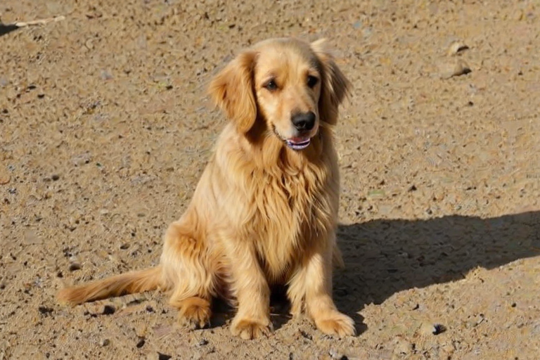 afghan retriever