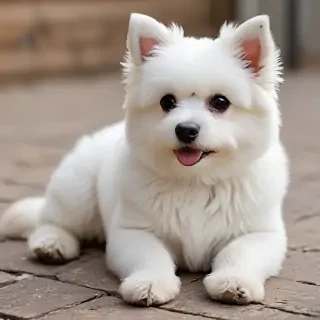 bolognese dog breed