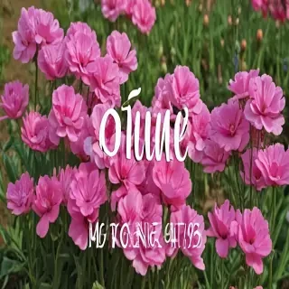hello june images