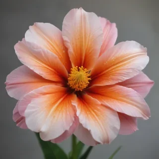flores png