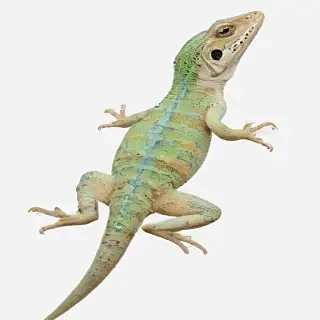 lizard transparent