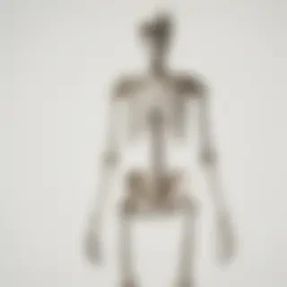 skeleton transparent background