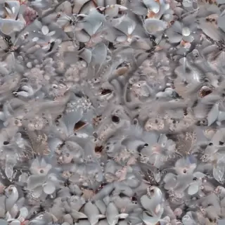 australian mist breed
