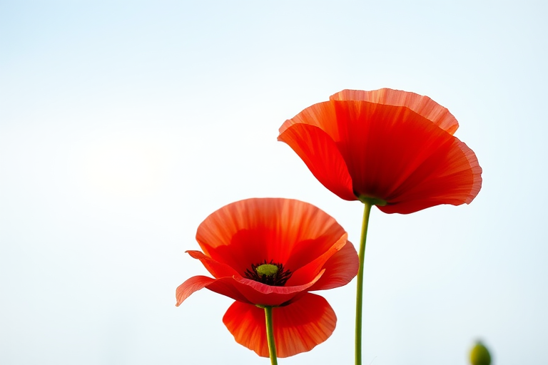 Capture two vibrant red poppies against a soft blue sky, using a Canon EOS 5D Mark IV with a 50mm lens, aperture f/2.8, shutter speed 1/2000s, ISO 100, focused on the flowers with a shallow depth of field.