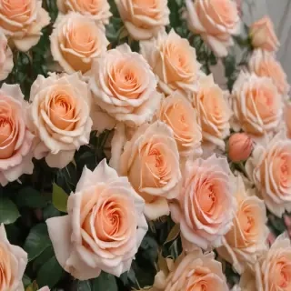 roses in background