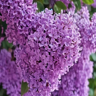 lilac iphone wallpaper