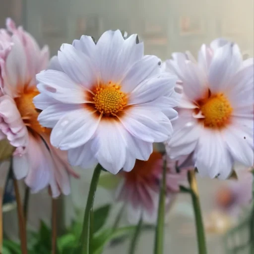 flower screen background