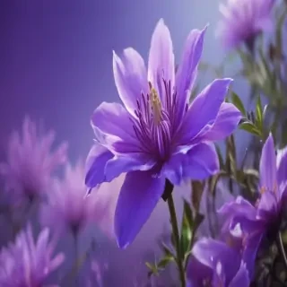 cute wallpapers purple