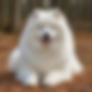samoyed dog breed