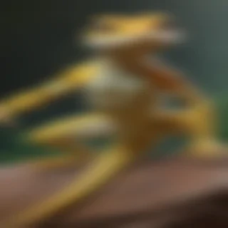 gecko lizard