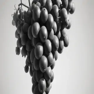 grapes clipart black and white