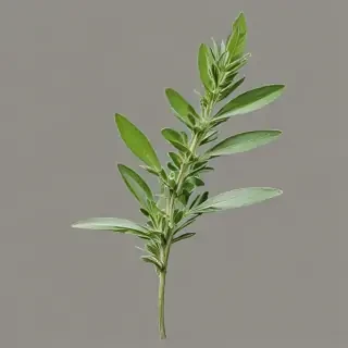 sage png
