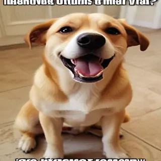 funny dog pictures