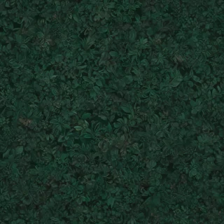 dark green colour wallpaper