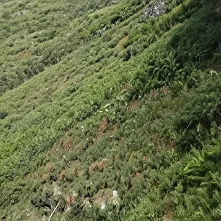 barbado da terceira
