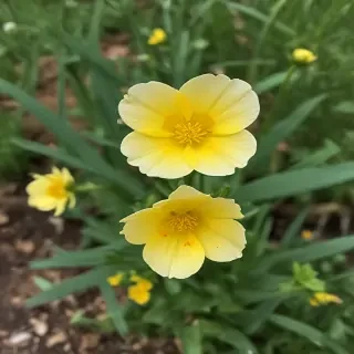 buttercup flower