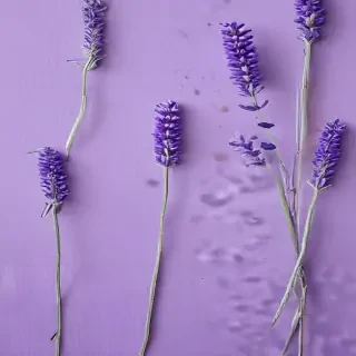 lavender background