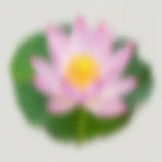lotus flower png