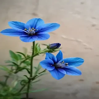 blue flower
