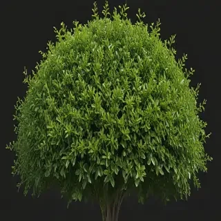 shrub png