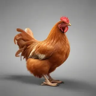 chicken png