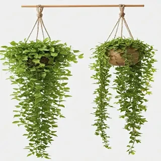 hanging plants png