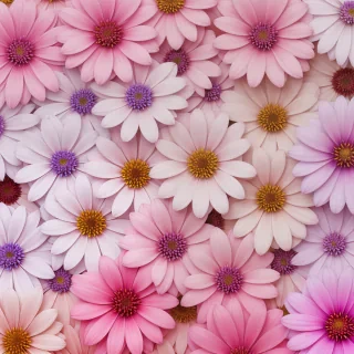 4k flower wallpaper