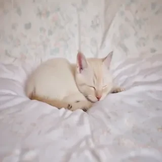 sleeping wallpaper