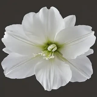 white flower png
