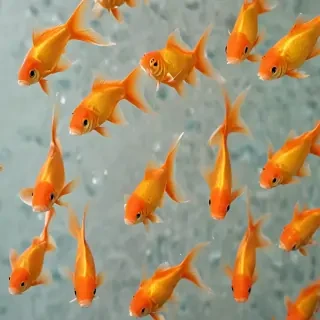 gold fish