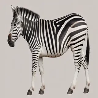 zebra png