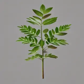 plant no background
